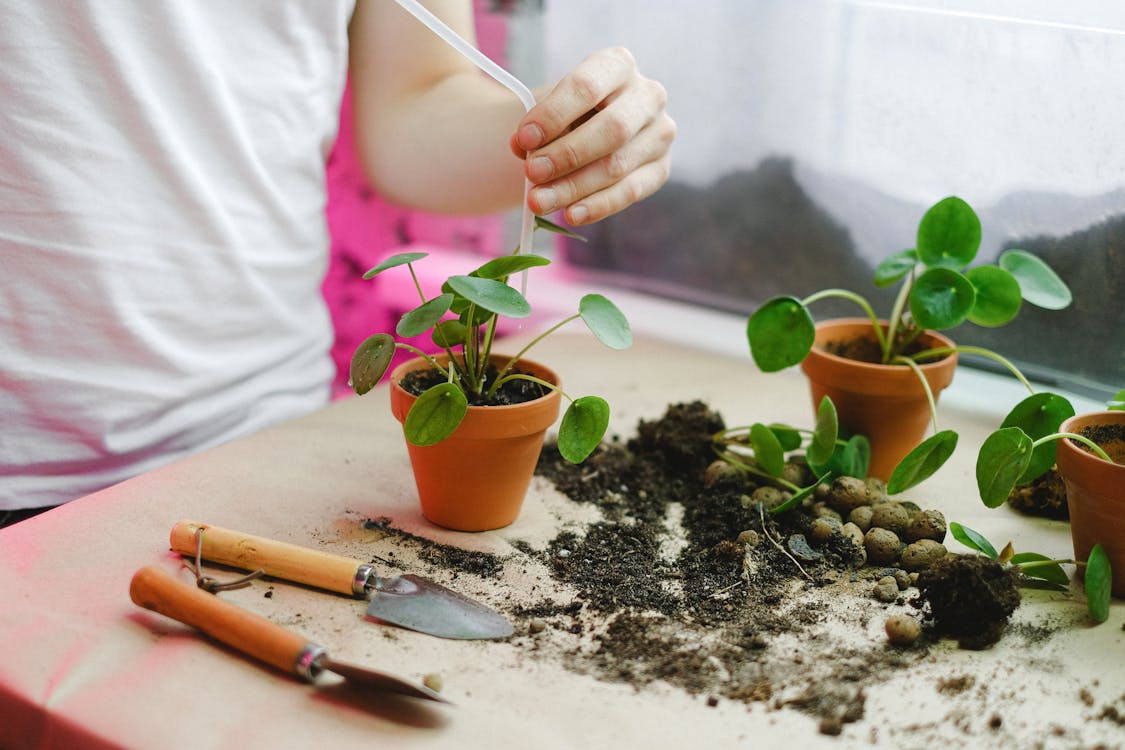 Person Dripping Water on a Potted Plant