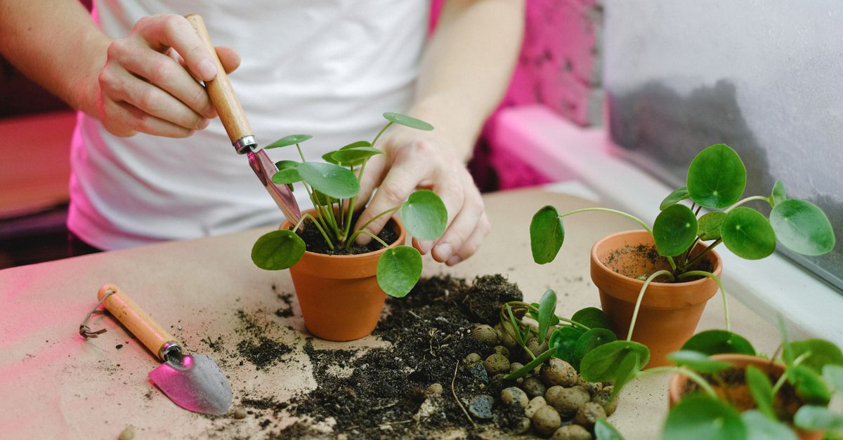 Les Meilleures Pratiques pour Cultiver des Légumes en Intérieur