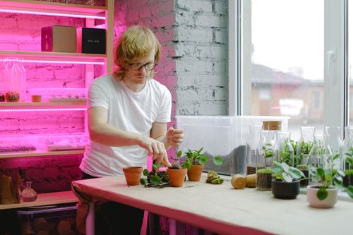 Free A man in a white shirt works on potting plants indoors, surrounded by potted greenery and glass jars. Stock Photo