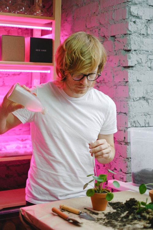 Free A man wearing glasses waters potted plants indoors under pink LED lights. Stock Photo