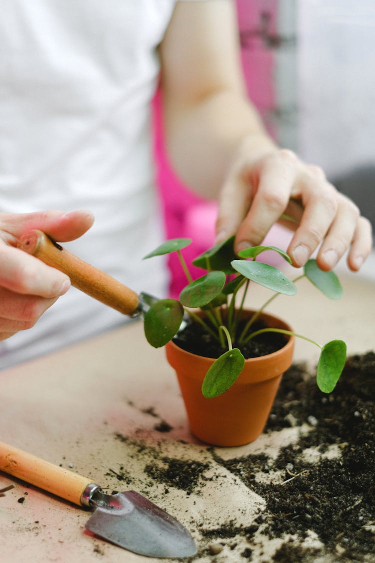 Person Transplanting Plant In Pot