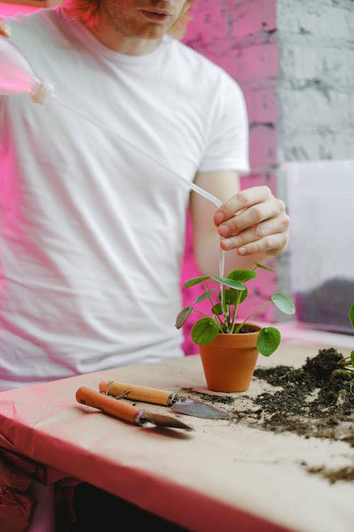 Free Person Holding Straw Watering a Potted Plant Stock Photo