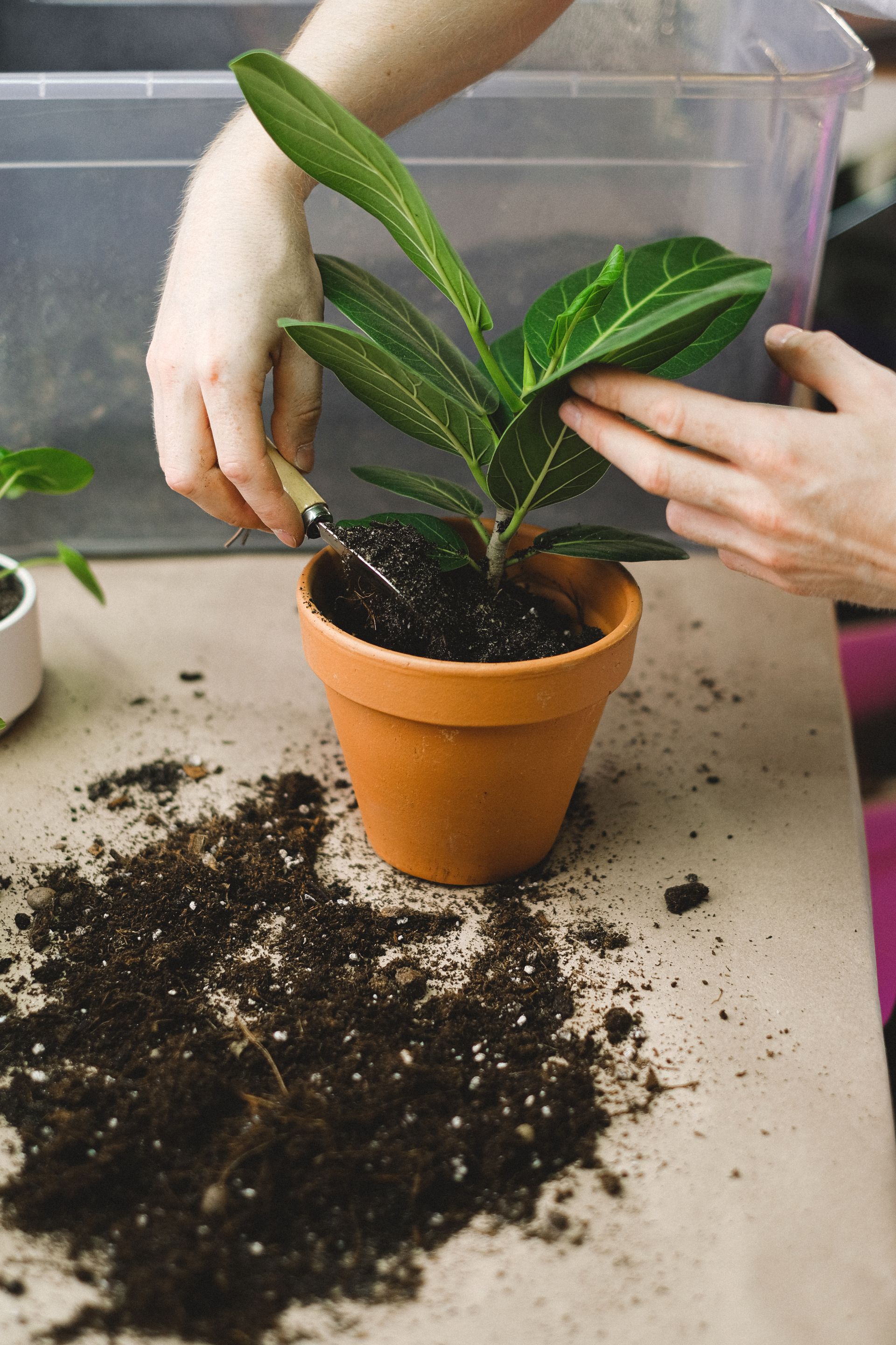 Hands potting a plant into a clay pot