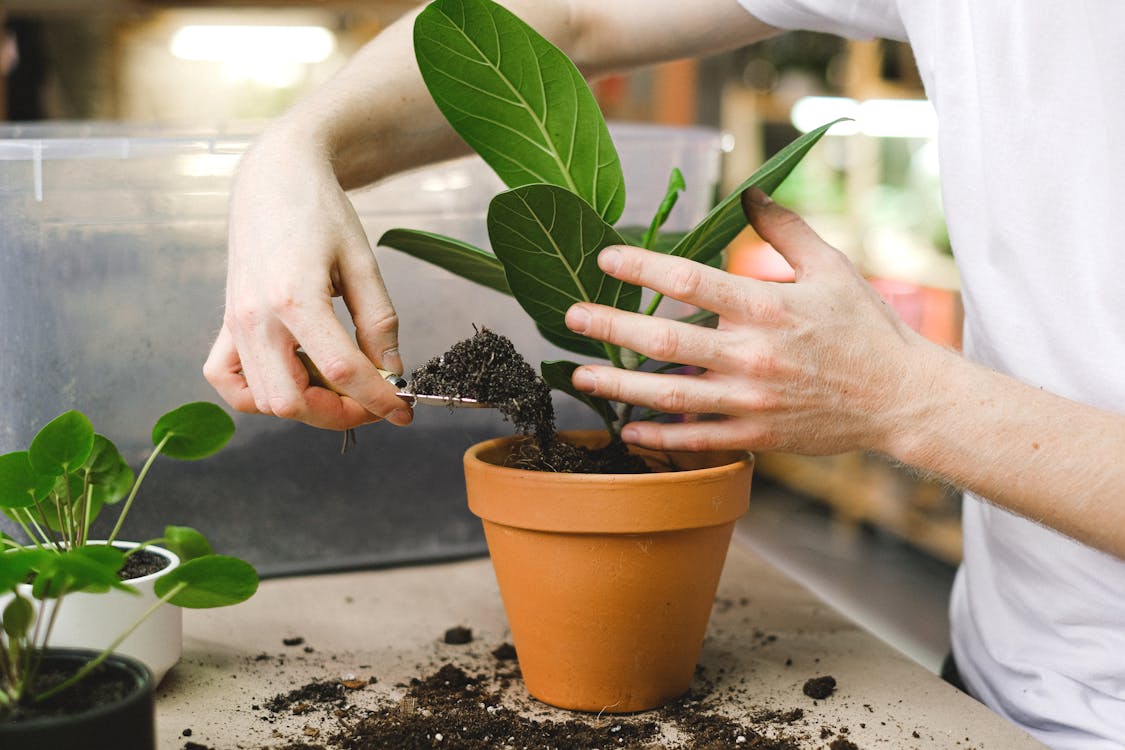 Free Person Holding Green Plant in a Clay Pot Stock Photo