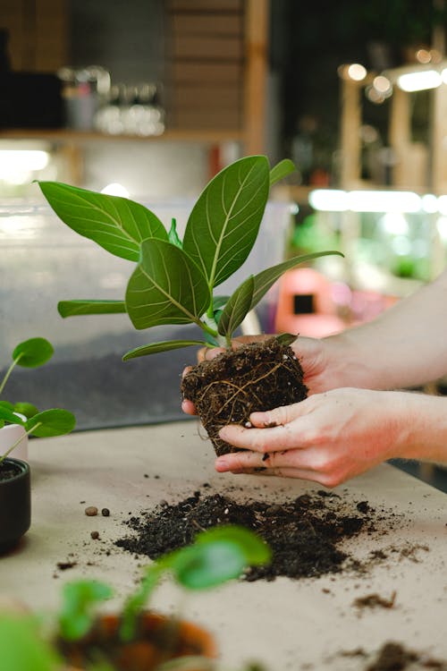 Free Person Holding Green Plant and Soil Stock Photo