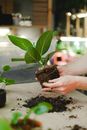 Person Holding Green Plant and Soil