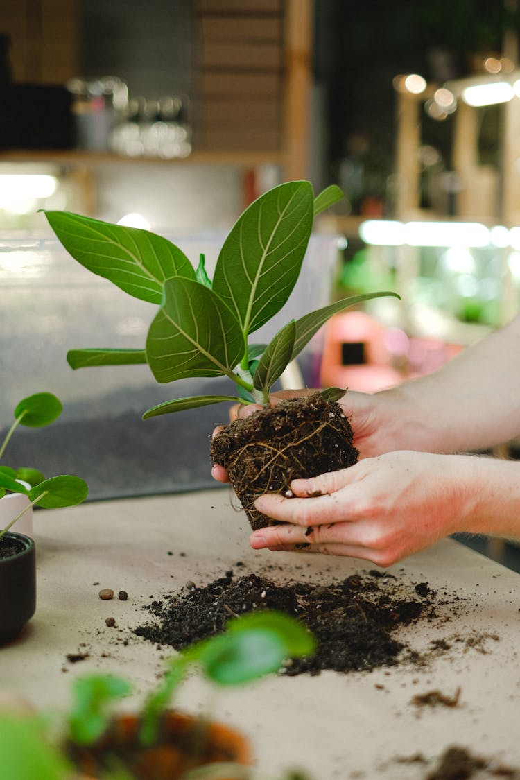 Person Holding Green Plant And Soil