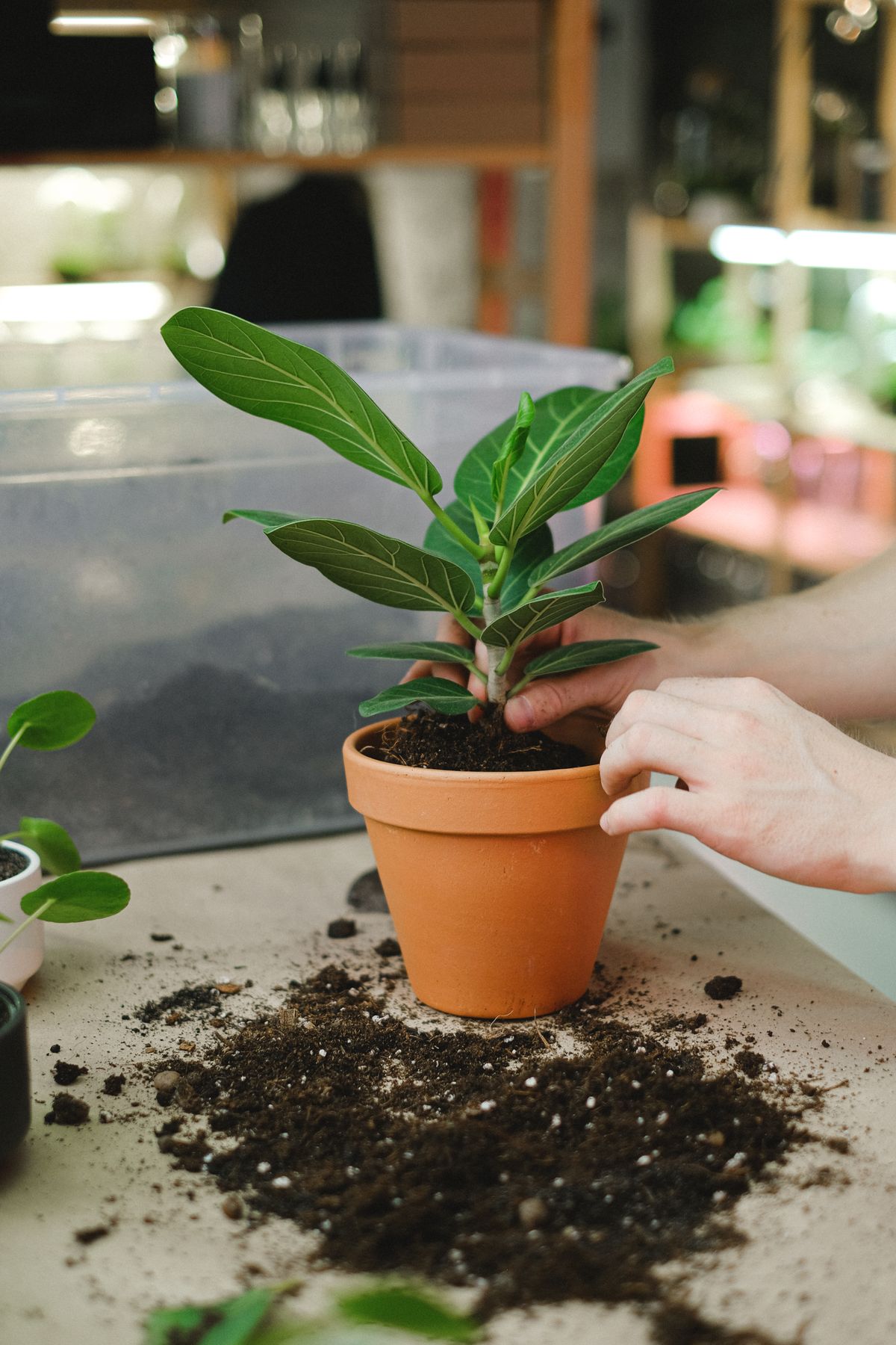 観葉植物の植え替えに最適な土の選び方|失敗しない用土ガイド