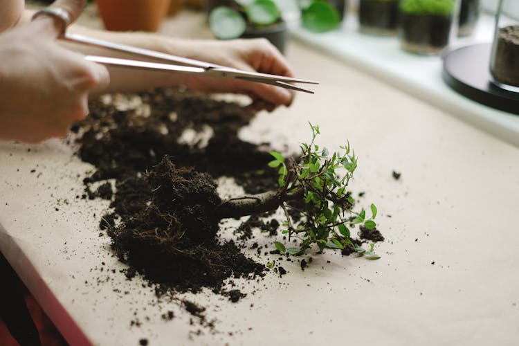 Person Holding Scissors Over Plant On A Wooden Table