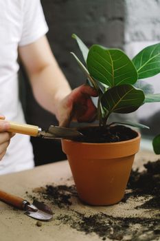特写镜头中，一个人在室内用陶罐盆栽无花果植物