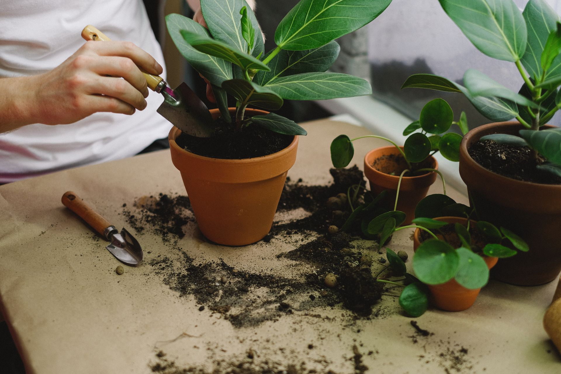 Close-up of hands potting green plant in clay pot on table with tools and soil.