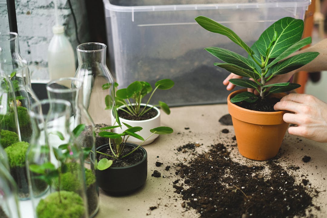 How to Repot a Houseplant: Step-by-Step Guide for Beginners