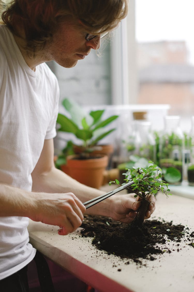 Man Trimming A Small Plant 