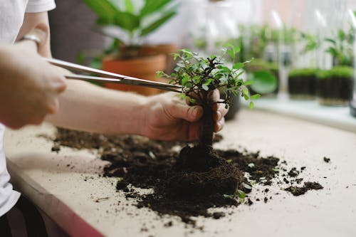 Free Person Holding Green Plant on Brown Soil Stock Photo
