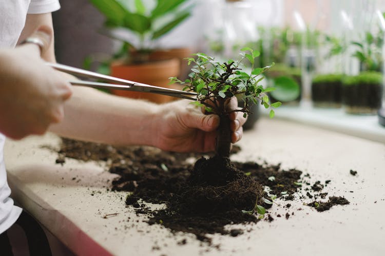 Person Transplanting Plant With Soil