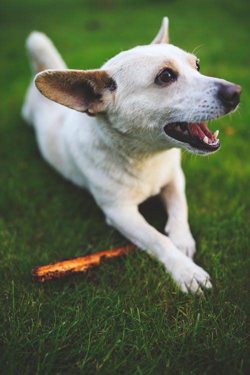 Free White dog with stick Stock Photo