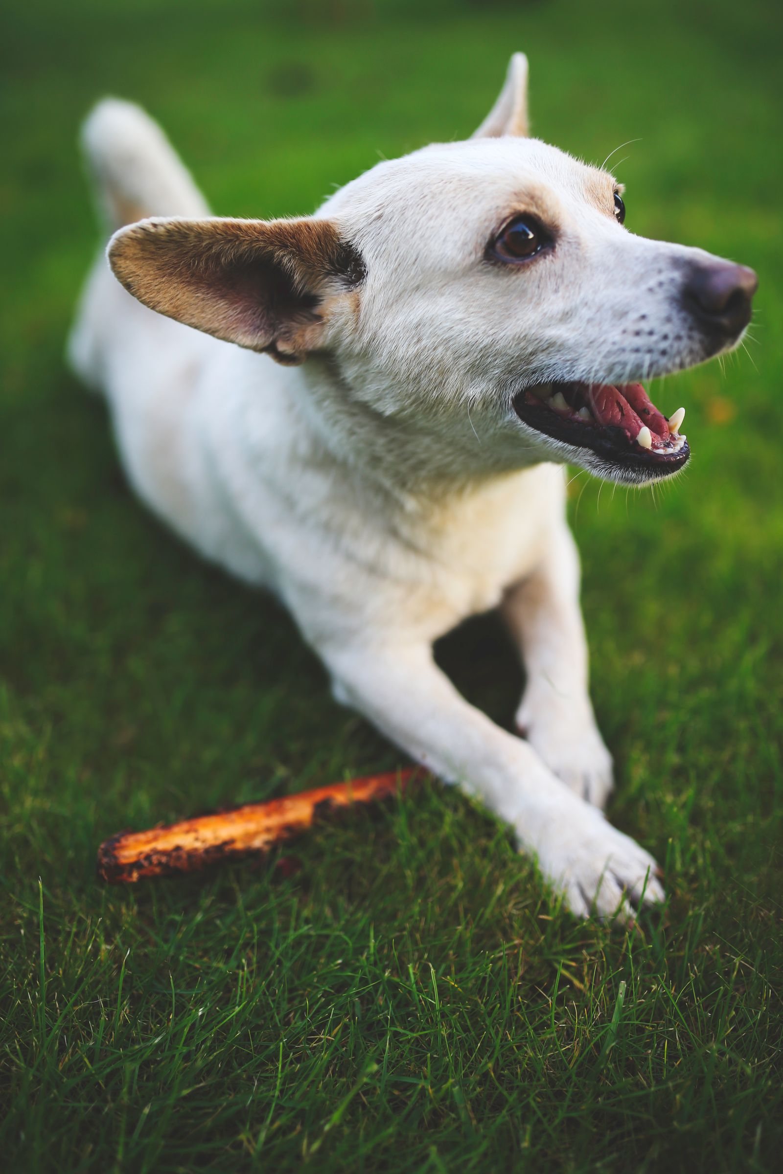 Beautiful view of Dog Behavior And Fresh Cut Grass