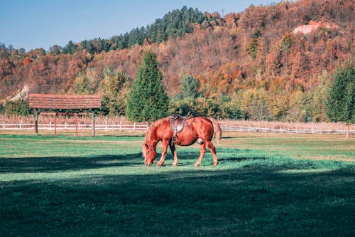 Δωρεάν στοκ φωτογραφιών με εξοχή, καλλιεργήσιμο έδαφος, καφέ άλογο