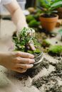 Person Holding Green Plant on Clear Glass Bowl