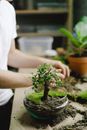 Green Plant in Clear Glass Container