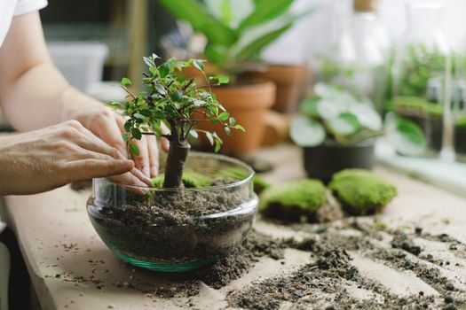 Hands Putting the Plant on a Clear Glass Bowl