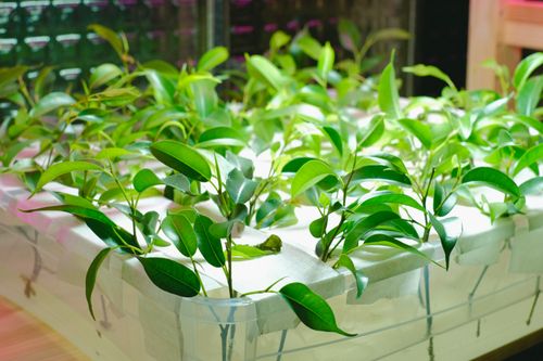 Free Vibrant green plants thriving in a hydroponic greenhouse. Ideal for sustainable agriculture concepts. Stock Photo