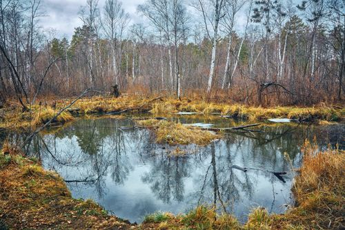 Free A serene forest swamp with clear reflections, showcasing autumn colors and barren trees. Stock Photo