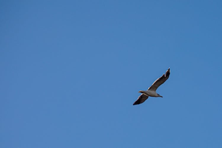 Seagull Flying In Blue Sky