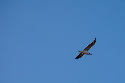 Free A seagull gracefully flying against a clear blue sky, captured in mid-flight. Stock Photo