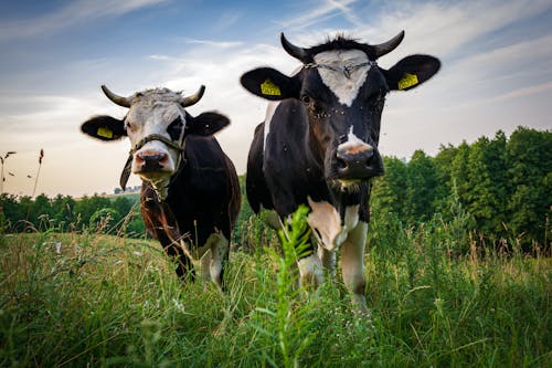 Black Cows on Green Grass Field