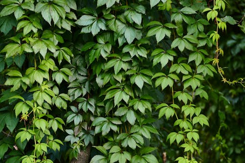 Green Leaves of Vine Plant