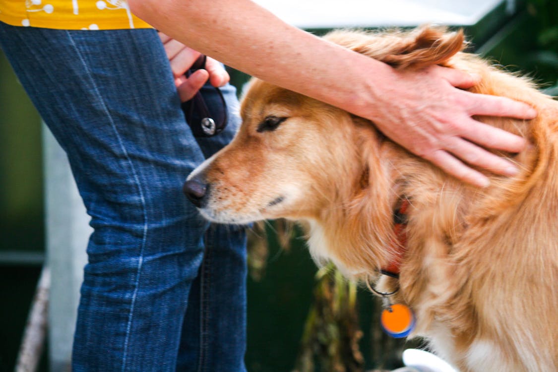 Free stock photo of dog, dog being petted, hand Stock Photo