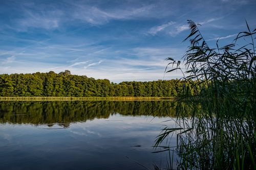 Free A peaceful lake view with clear blue skies, green trees, and tall grass reflecting on the water. Stock Photo