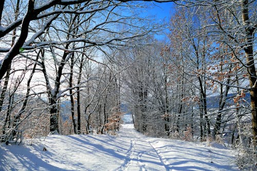 冬, 屋外, 林道の無料の写真素材