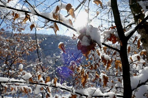 #photographyinnature, winterphoto, 冬の無料の写真素材