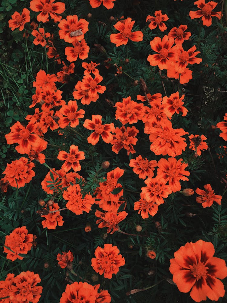 Beautiful Aztec Marigold With Green Leaves In Close-up Photography