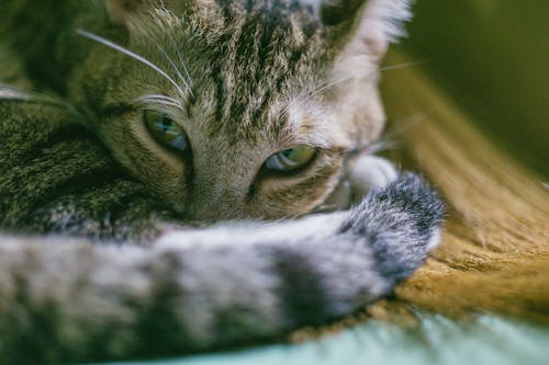 Gümüş Tekir Kedi Fotoğrafını Kapat