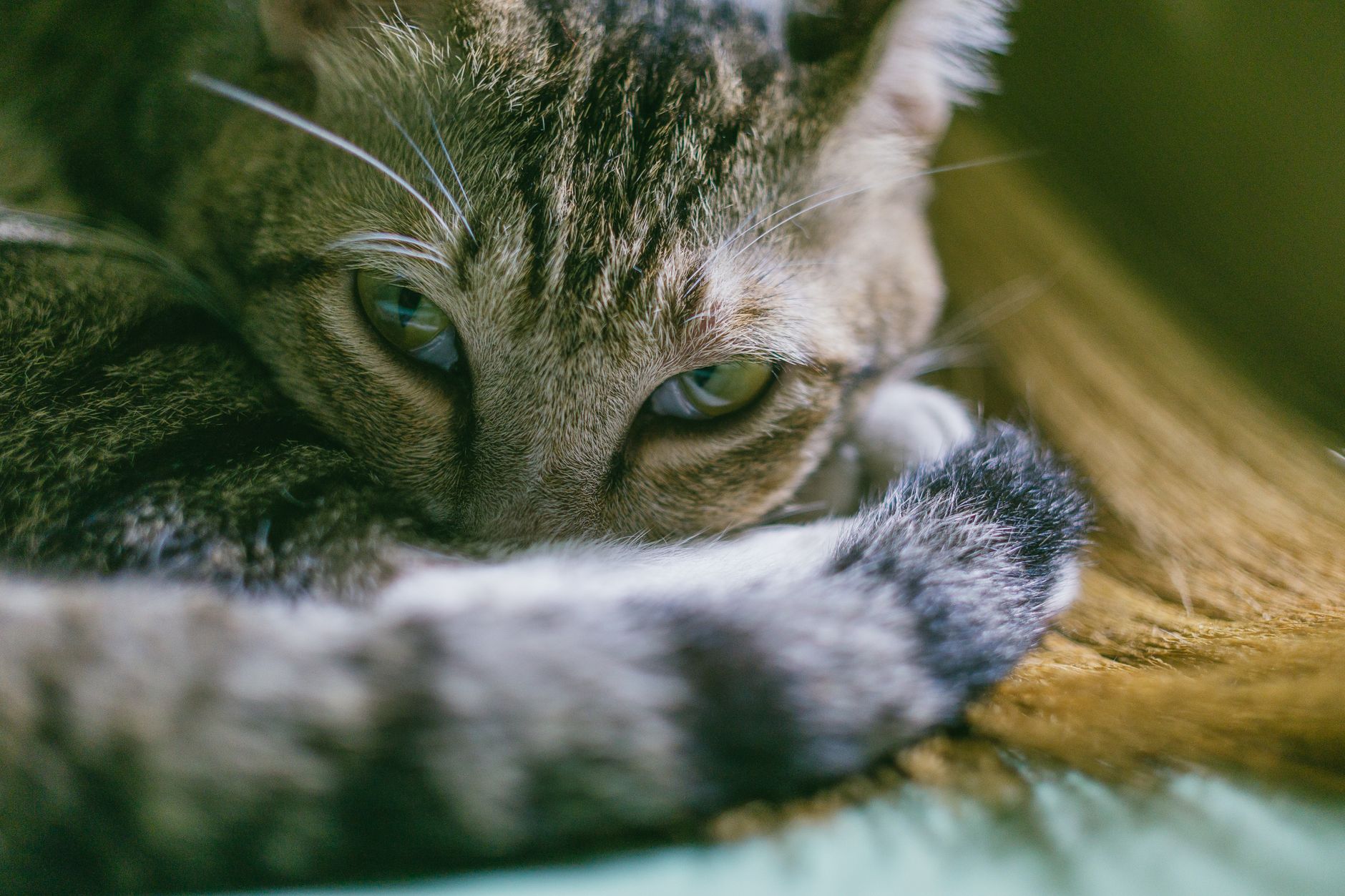 Portrait of a cat at a veterinary clinic