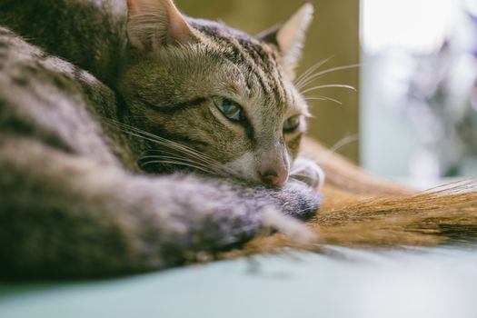一只放松的虎斑猫蜷缩在室内，绿眼睛敏锐，皮毛柔软