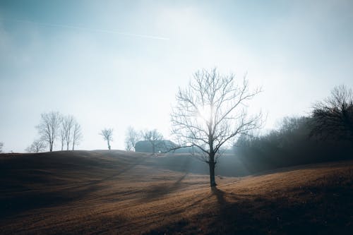 Free Leafless Trees on an Open Landscape Stock Photo