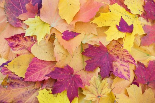 Vibrant and colorful autumn maple leaves in close-up view.