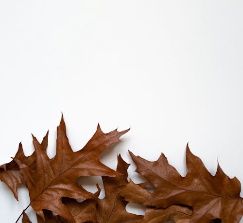 akçaağaç yaprakları, Beyaz arka plan, kapatmak içeren Ücretsiz stok fotoğraf