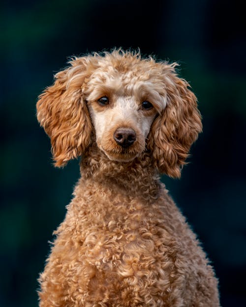 Cute purebred dog looking at camera in park