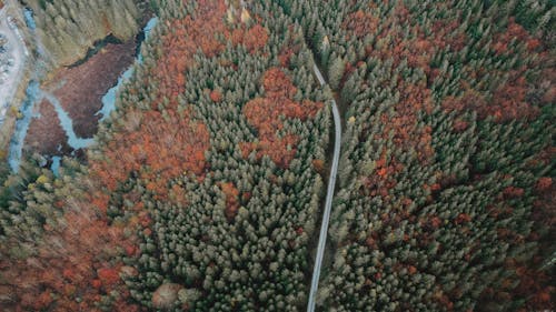 Aerial view of narrow asphalt road between coniferous and deciduous trees in woodland
