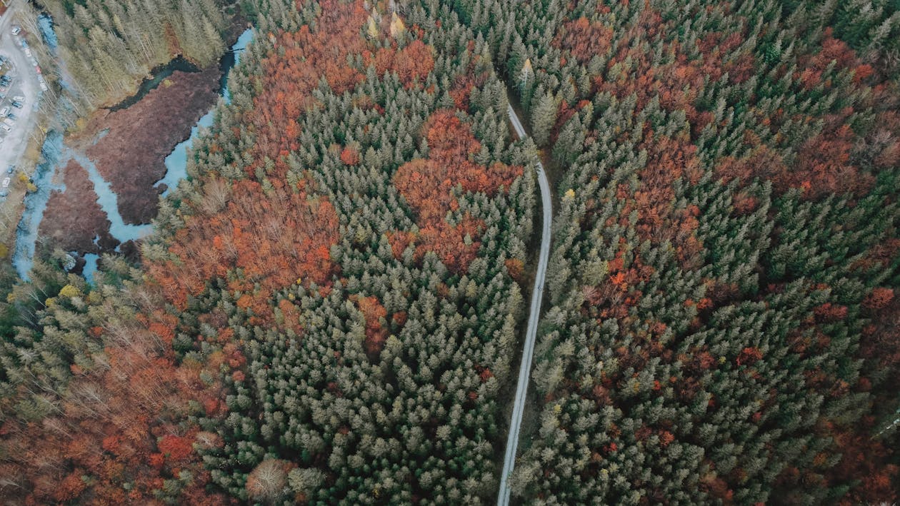 Aerial view of narrow asphalt road between coniferous and deciduous trees in woodland