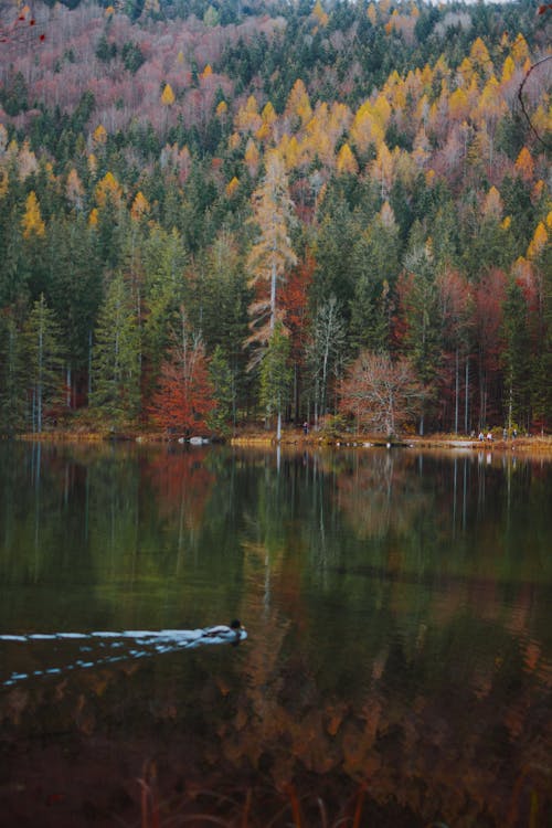 Lonely duck on calm pond against slope of hill with coniferous forest in autumn