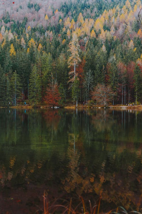 Picturesque scenery of evergreen woodland growing on hillside behind pond in autumn day