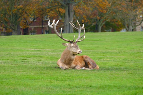 Brown Deer Lying on Green Grass Field