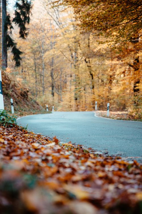 Dry Leaves on the Side of the Road · Free Stock Photo