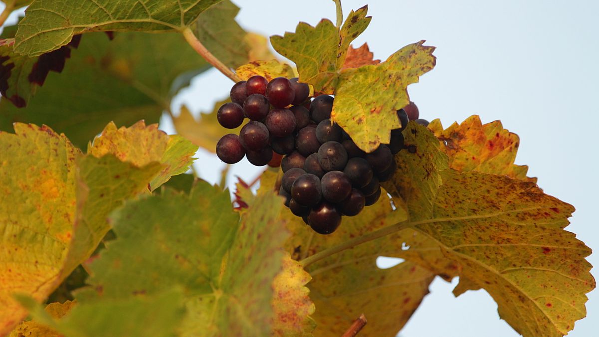 Photographie paysage viticole Pic Saint-Loup vendanges fin septembre - illustration
